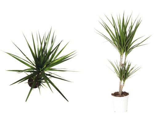 Drakenboom FloraSelf Dracaena massangeana 'Marginata' H ca. 80 cm Ø 17 cm pot