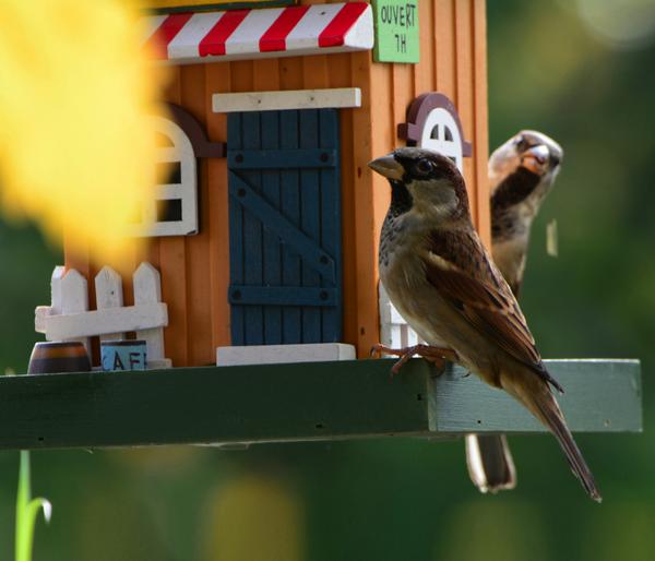 dobar® wildlife Vogelhaus Café, Kiefer,