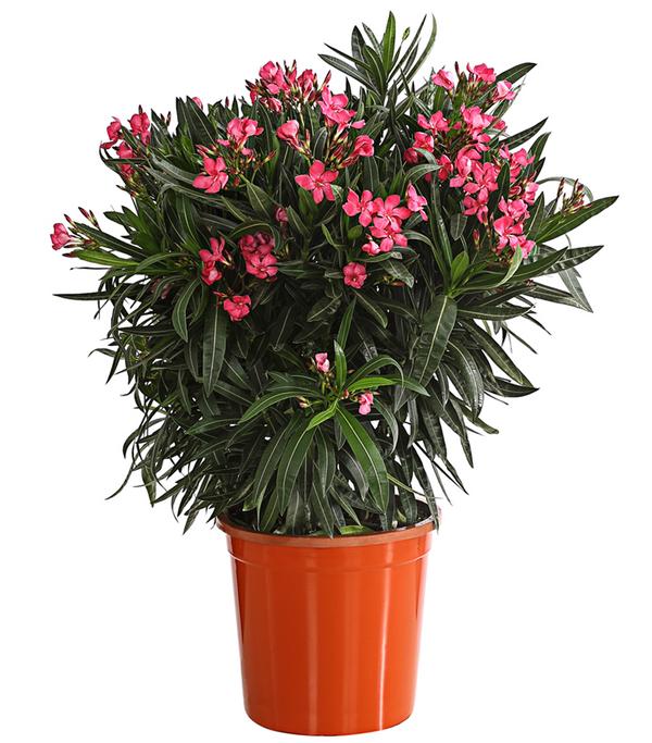 Oleander, Busch, verschiedene Farben