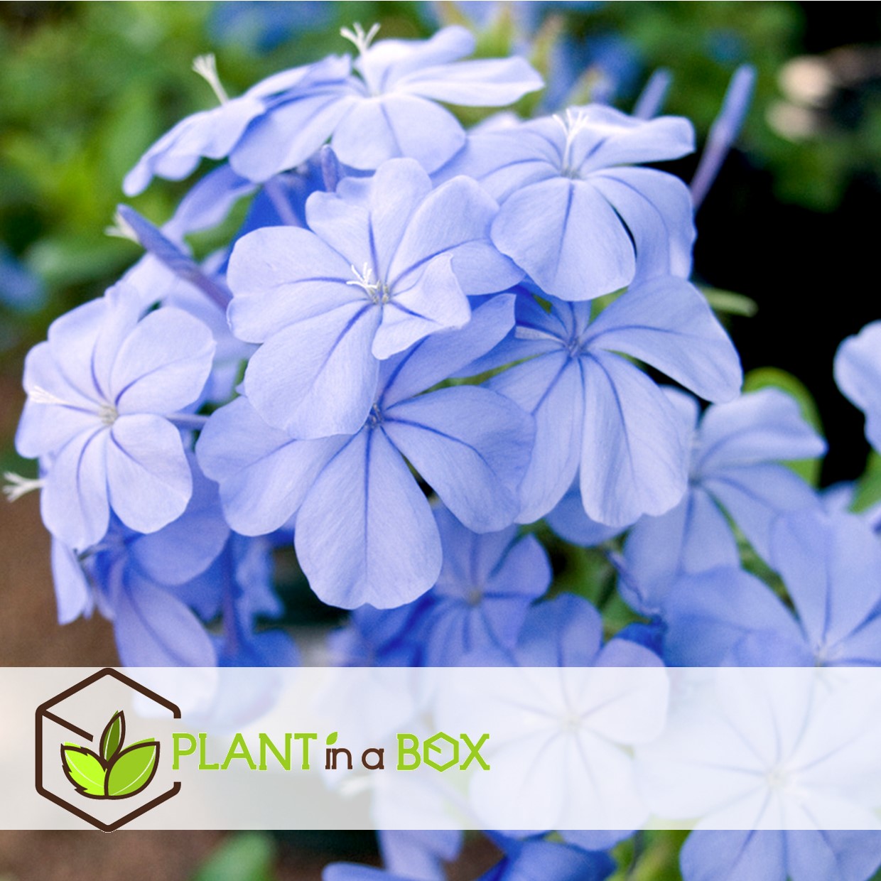 Plumbago auriculata - set de 6 - grimpante fleurie - pot 9cm - hauteur 25-40cm