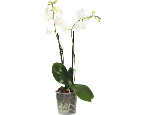 Vlinderorchidee FloraSelf Phalaenopsis multiflora H 35-45 cm Ø 9 cm pot 2 bloemaren diverse kleuren