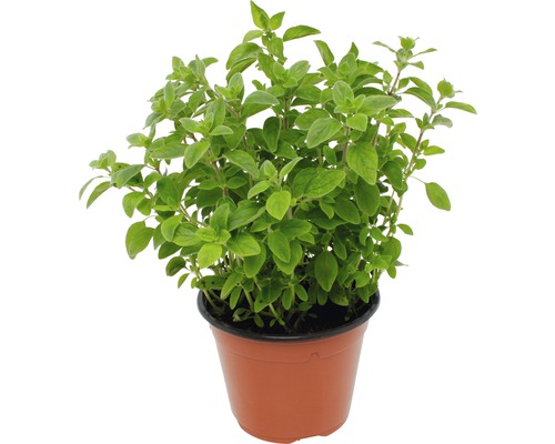 Oregano FloraSelf Origanum vulgare 'Diabolo' Ø 12 cm pot