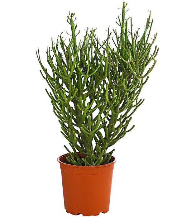 Bleistiftbaum - Euphorbia tirucalli