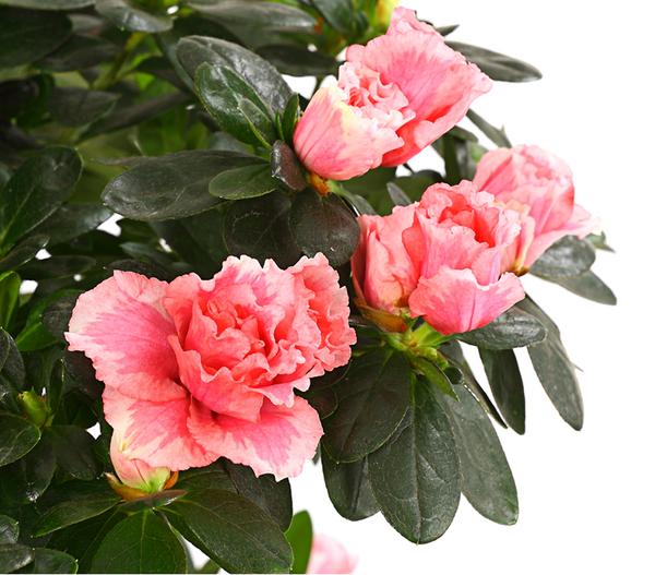 Zimmerazalee - Rhododendron simsii,