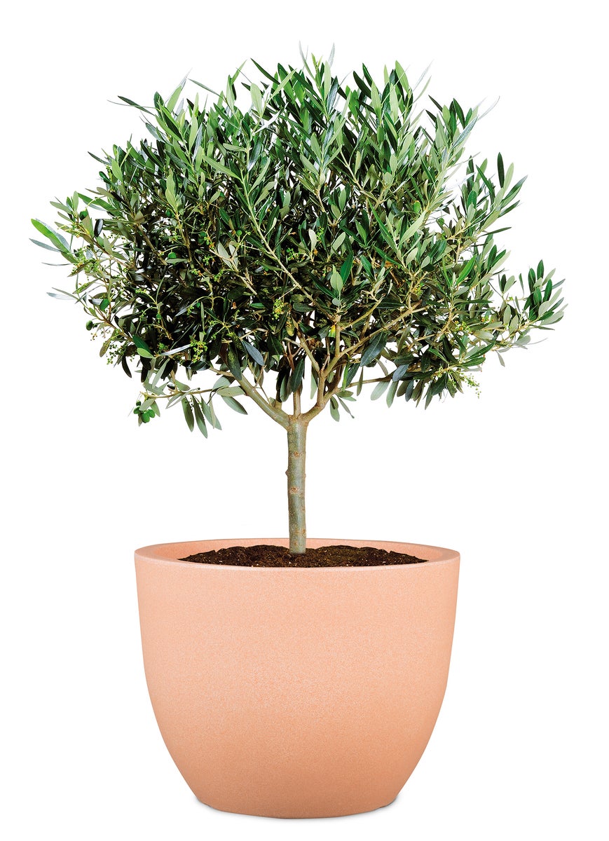 Scheurich Firenze 60, plantenbak/bloempot, rond, van kunststof, kleur: terracotta, diameter 59,5 cm, hoogte 45,8 cm, inhoud 85,5 l.