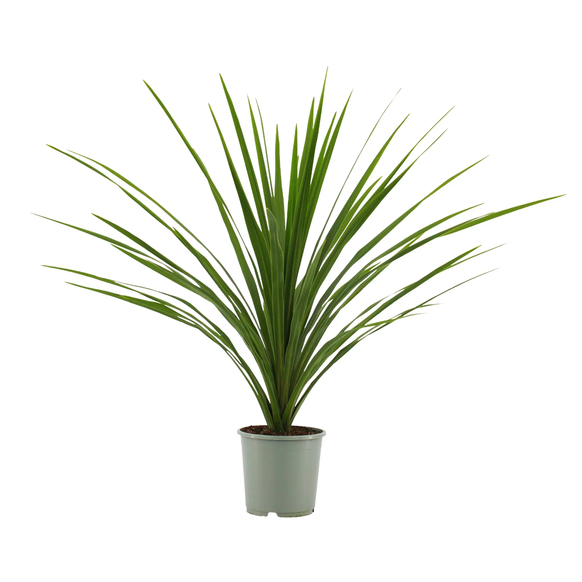 Cordyline australis GREEN STAR ('Verde') Cordyline 'Verde' Ø17 cm