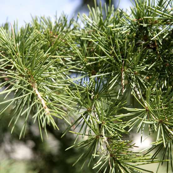 Cèdre bleu de l'Atlas (Cedrus libani Atlantica) 'Glauca': H175/200cm