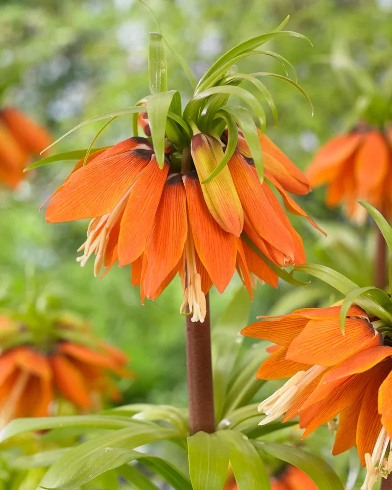 Fritillaria imperialis 'Orange Beauty' Keiserkrone 'Orange Beauty'