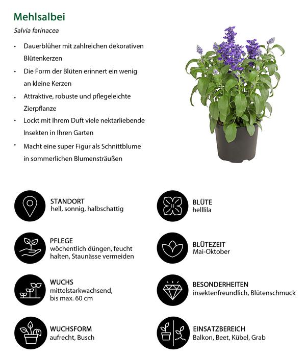 Beet- & Balkonpflanzen-Set Biene, 6-teilig