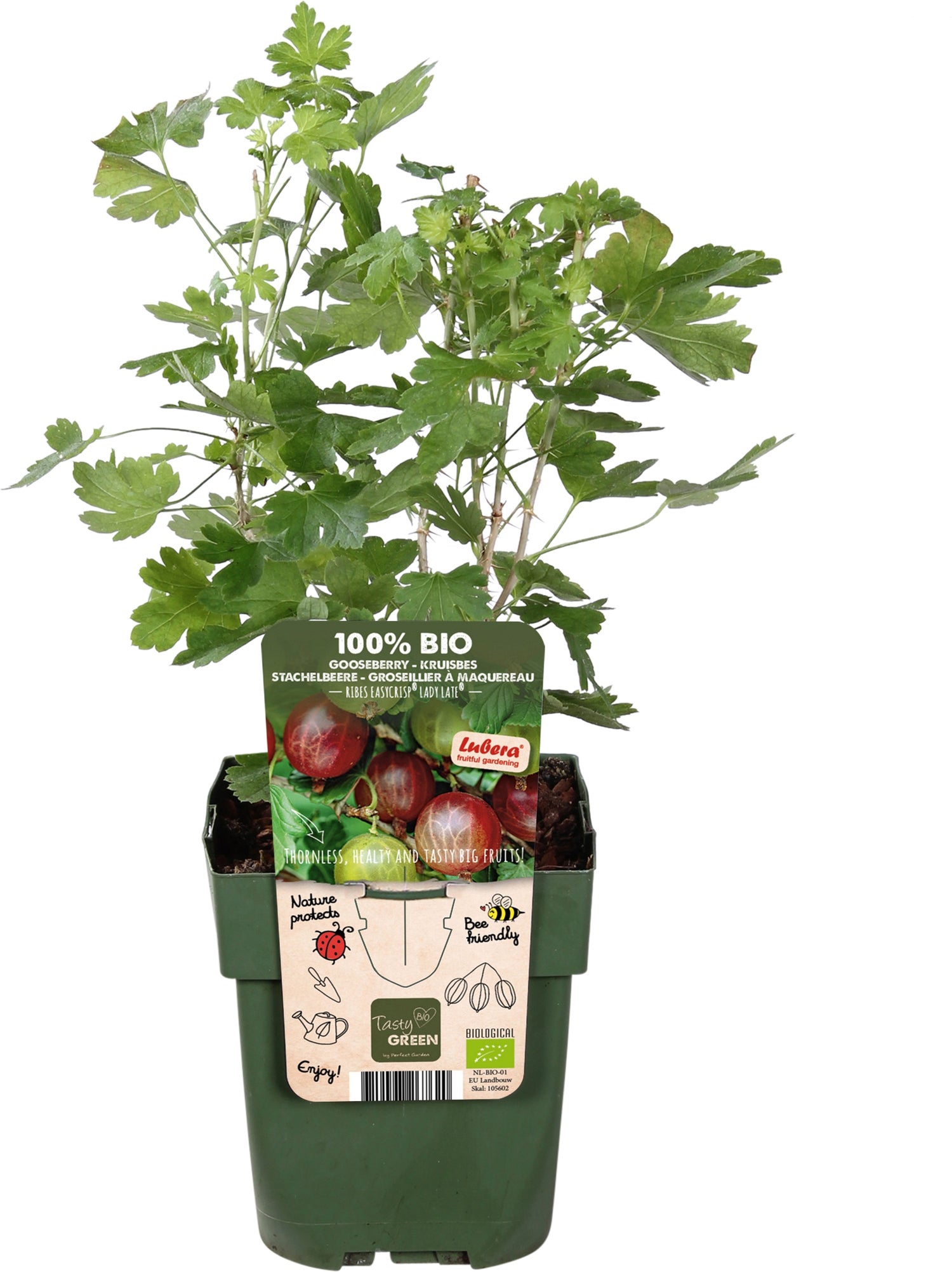Intratuin biologische Kruisbes (Ribes uva crispa 'Easycrisp Lady Late') D 13 H 45 cm