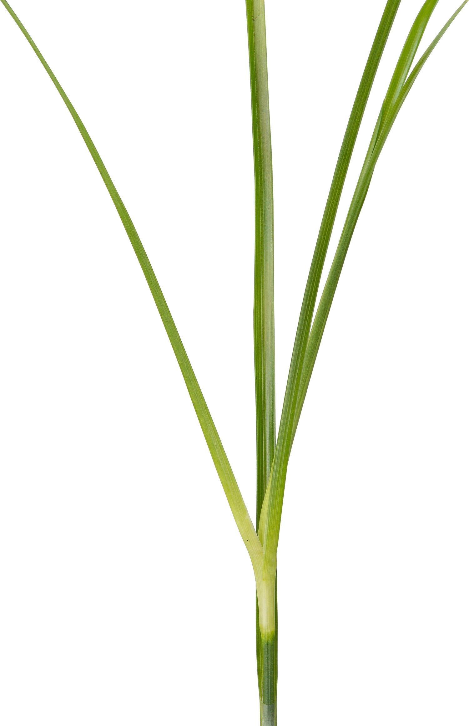 Sterrengras (Dichromena colorata) D 9 H 20 cm