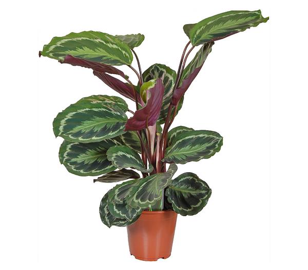 Korbmarante - Calathea roseopicta 'Medaillon'