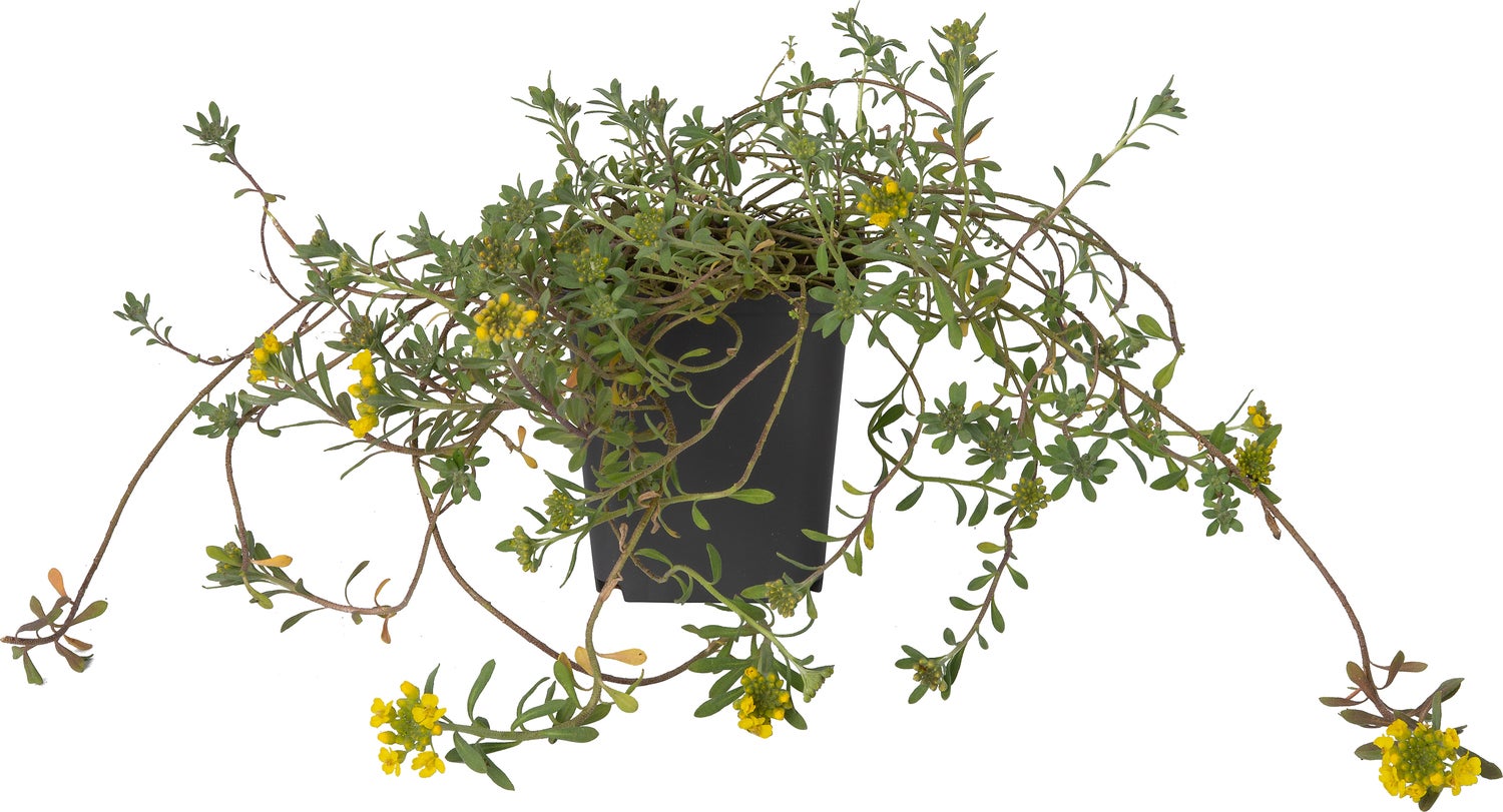 Schildzaad (Alyssum montanum) D 9 H 10 cm