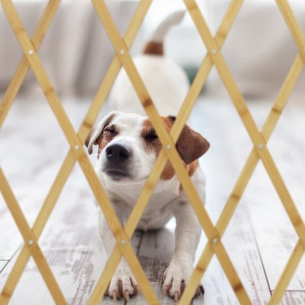Uttrekkbar hundeport i bambus