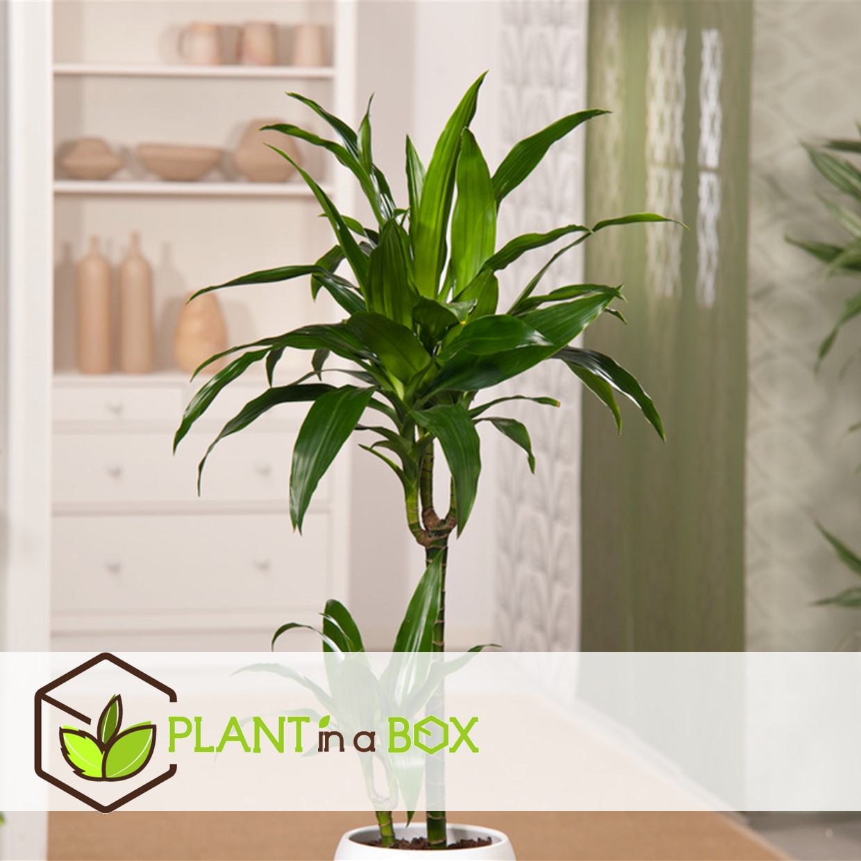 Dracaena deremensis janet craig - pot 17cm - hauteur 60-70cm