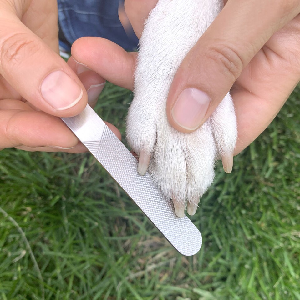 Dog Spa Kit (DIG26)
