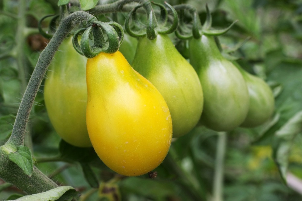 Bio - tomate - yellow submarine - 10 graines - avec substrat - solanum lycopersicum