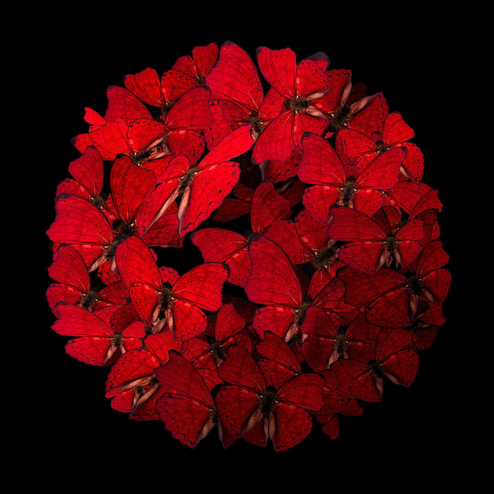 Red Rhapsody by Heiko Hellwig - Limited Edition. Edition of: 150. Signed.
