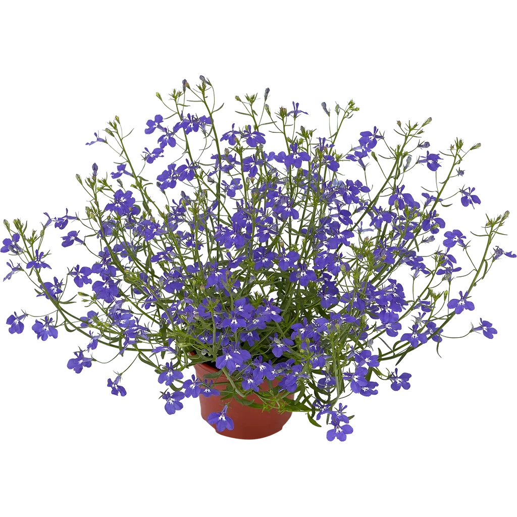 Lobelia h. Blue 12 cm Lobelia Ø12 cm