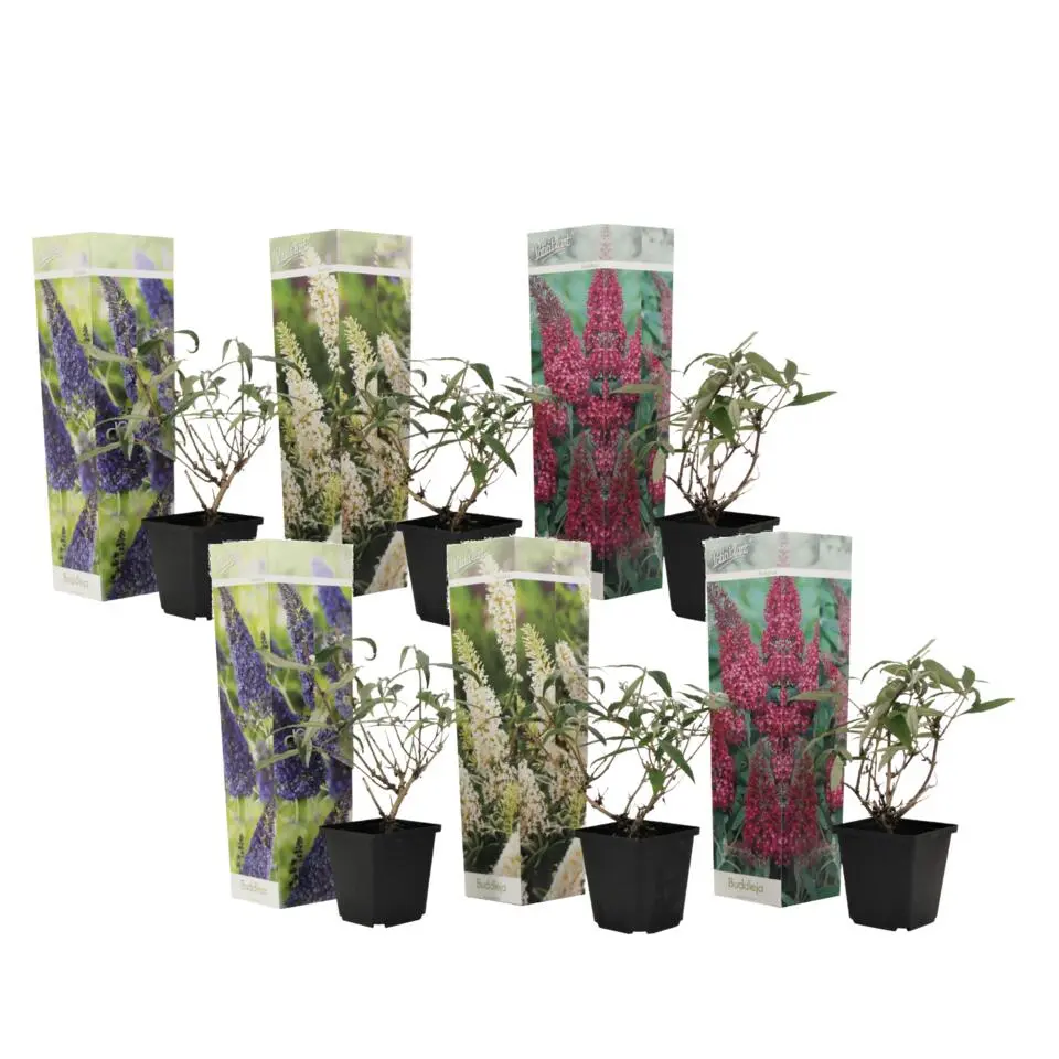 Vlinderstruik - Set van 6 - Buddleja davidii - Hoogte 25-40cm - ⌀9cm