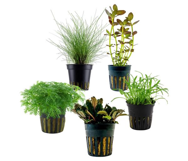 Dehner Aqua Aquarienpflanzen-Set Einsteiger