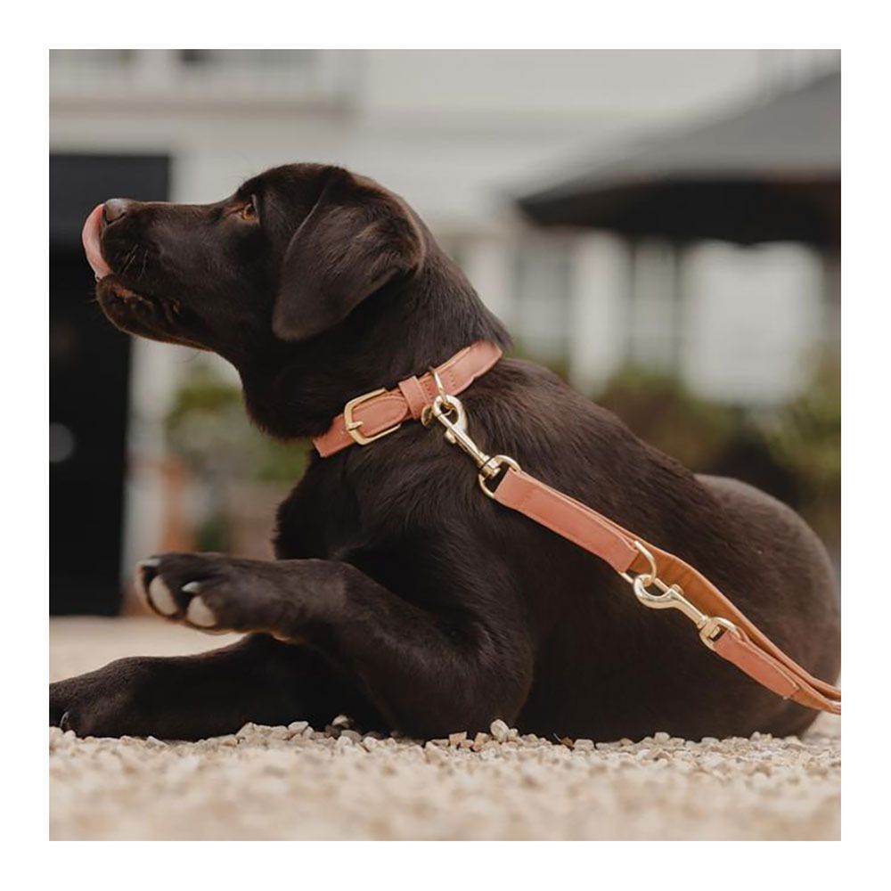 Kentucky CUIR VEGAN -  Collier pour chien peach/brown