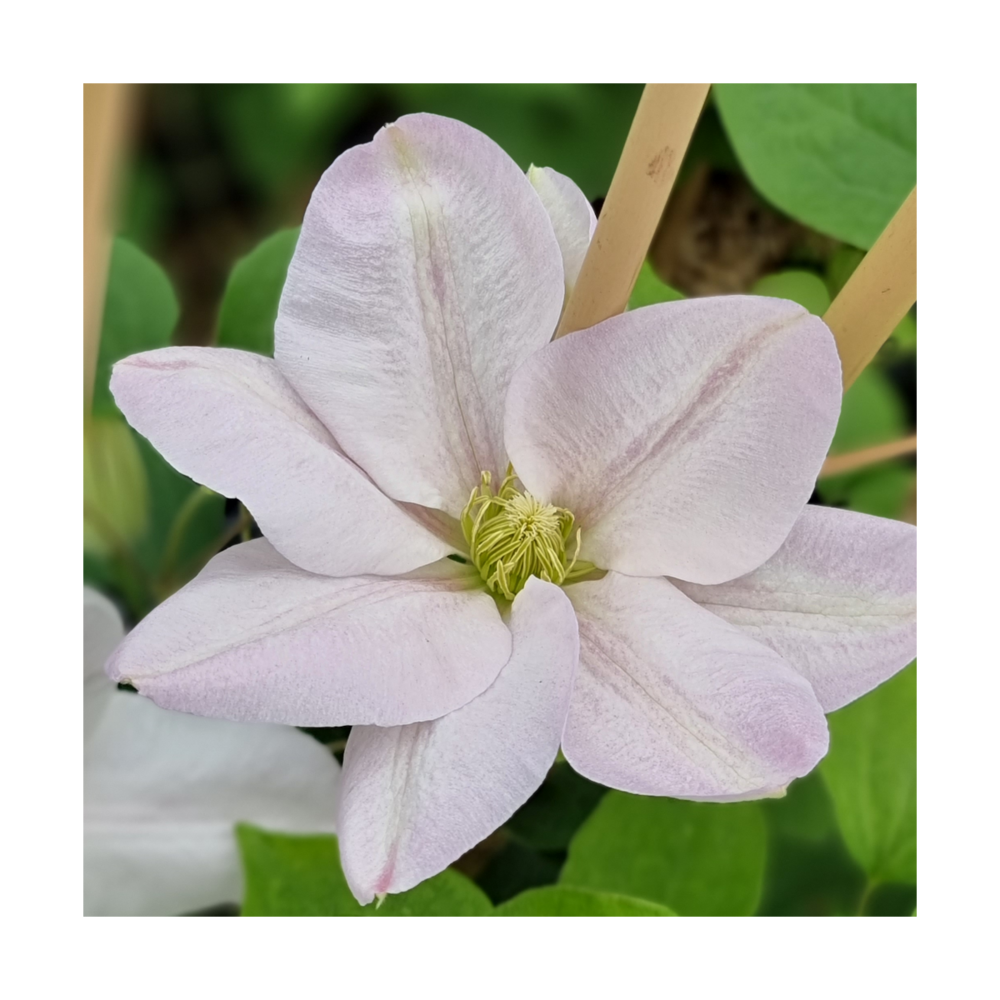 Clématite jerzy popieluszko/clematis jerzy popieluszko[-]pot de 1,5l - tuteur bambou 30/60 cm