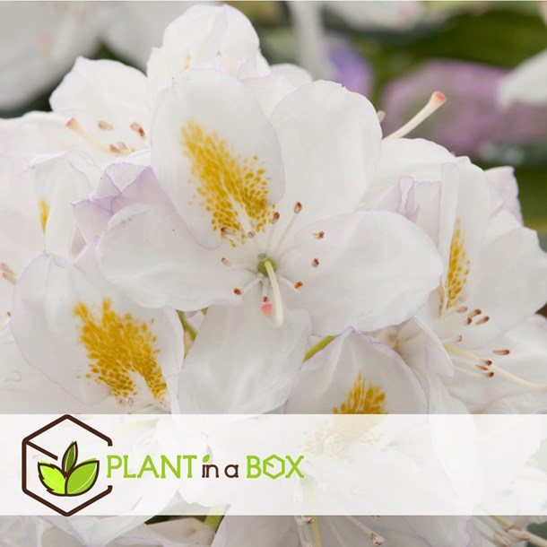 Rhododendron - 6
