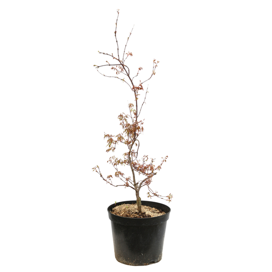Acer palmatum dissectum Orangeola : C7L 60/80