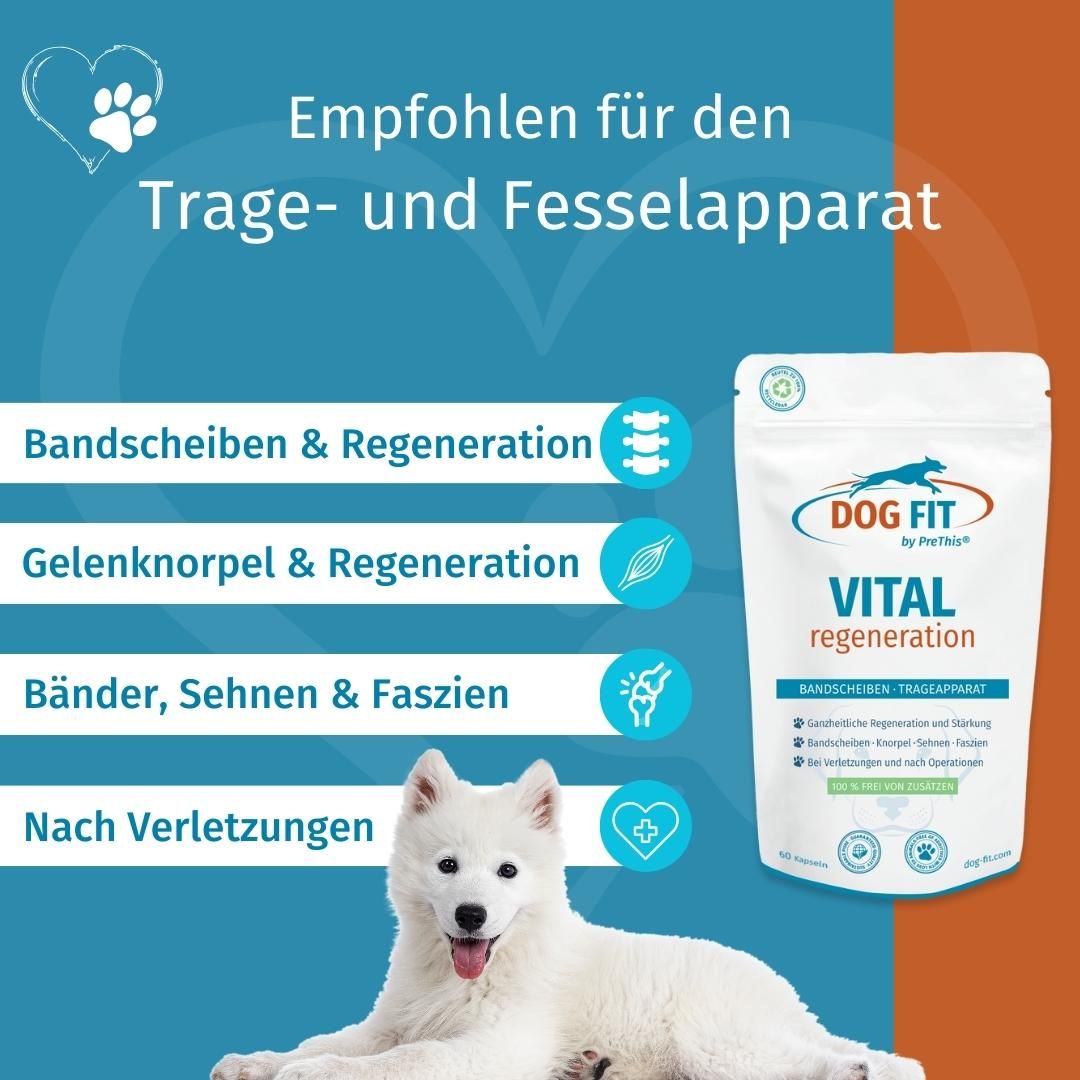 DOG FIT by PreThis® VITAL regeneration für Hunde Bandscheiben, Sehnen, Knorpel & bei Verletzungen