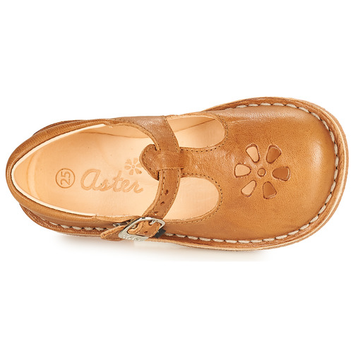 Aster - DINGO - Camel