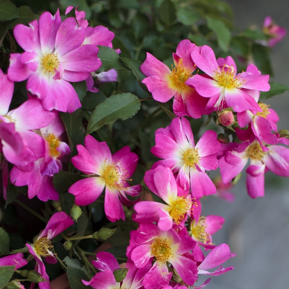 Rosier pink drift ® meijocos le pot de 2l