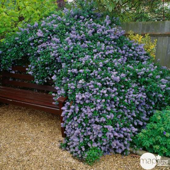 Ceanothus Thyrsiflorus repens :h.30/40cm 3L