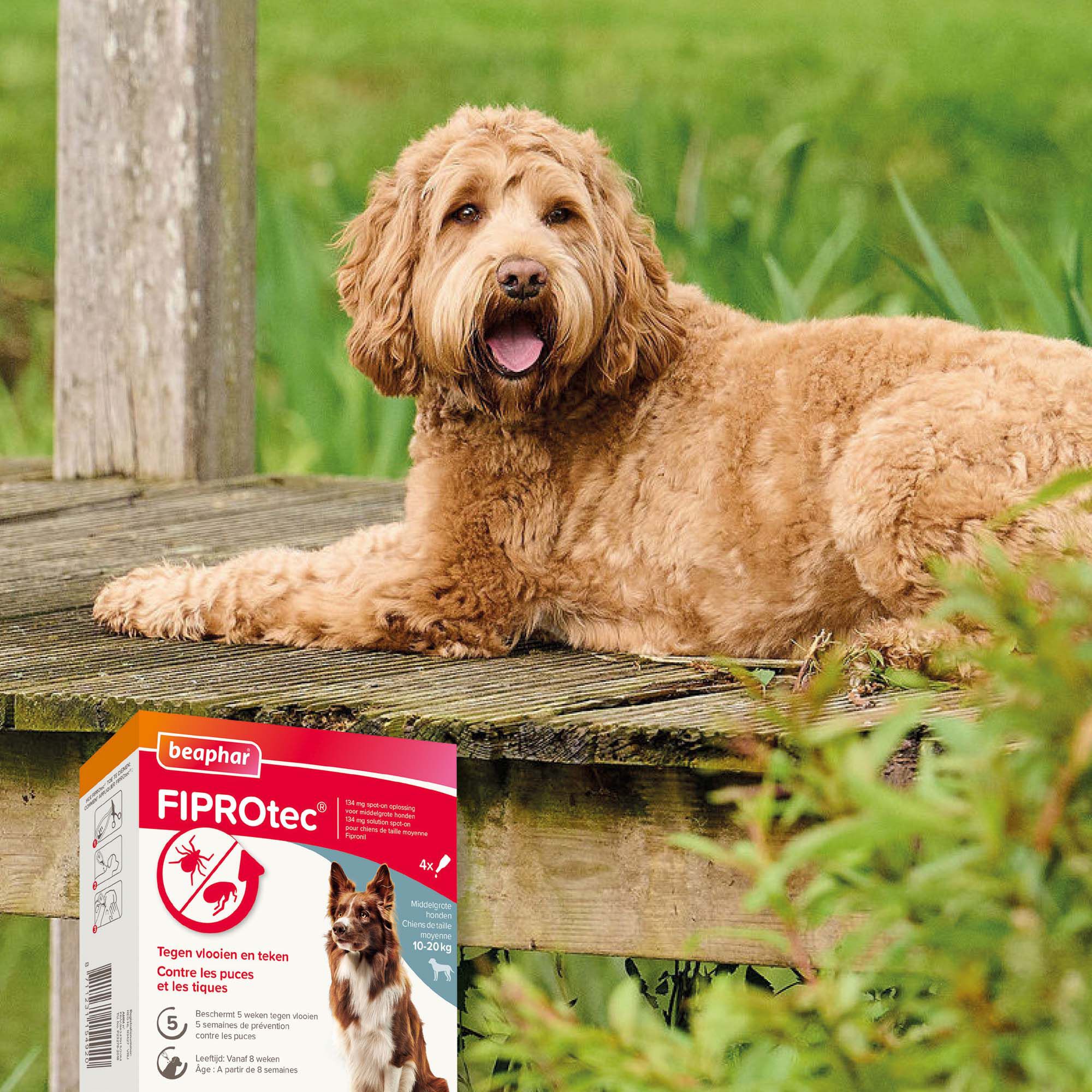 Beaphar Fiprotec Pipet - Anti Vlooien en teken - Hond - 4 Stuks - M