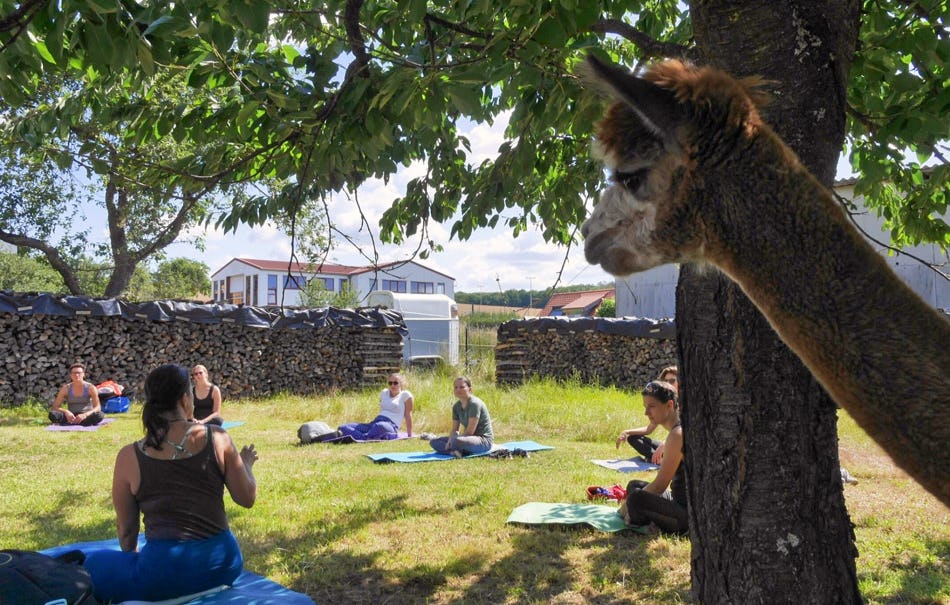 Yoga auf der Alpakawiese Arnstein