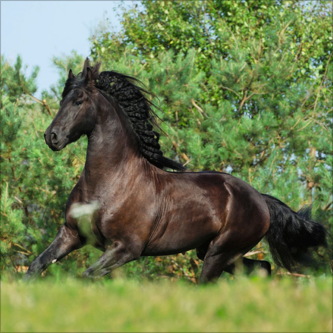 Kalender - 2025 - Horses