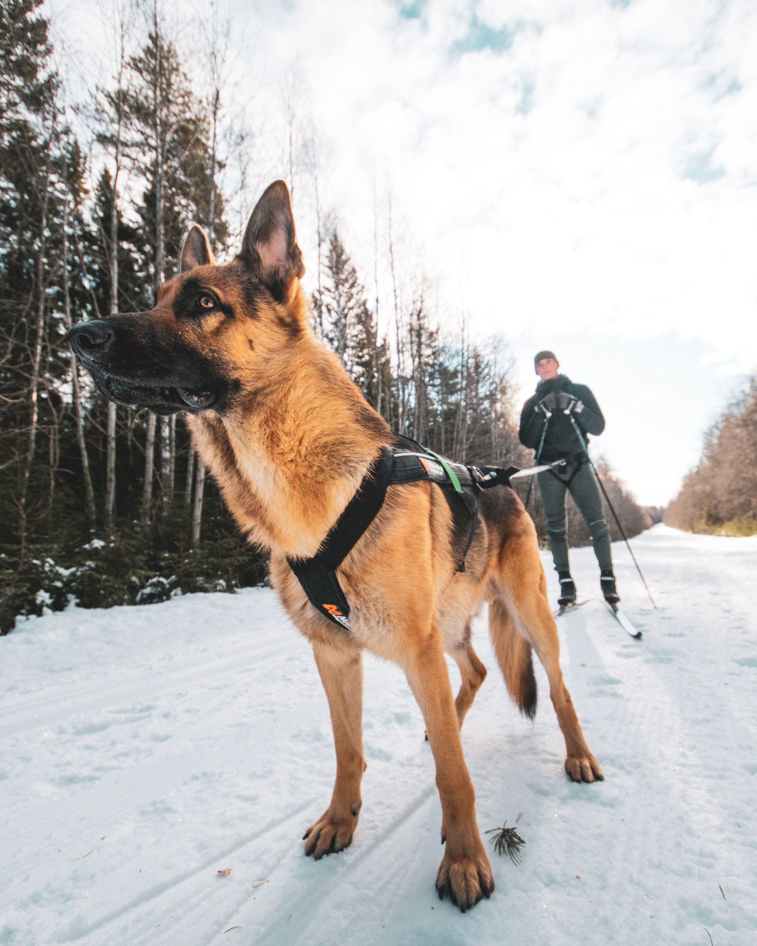 Kjøp Non-Stop Dogwear Freemotion Harness fra Hekta på tur her!
