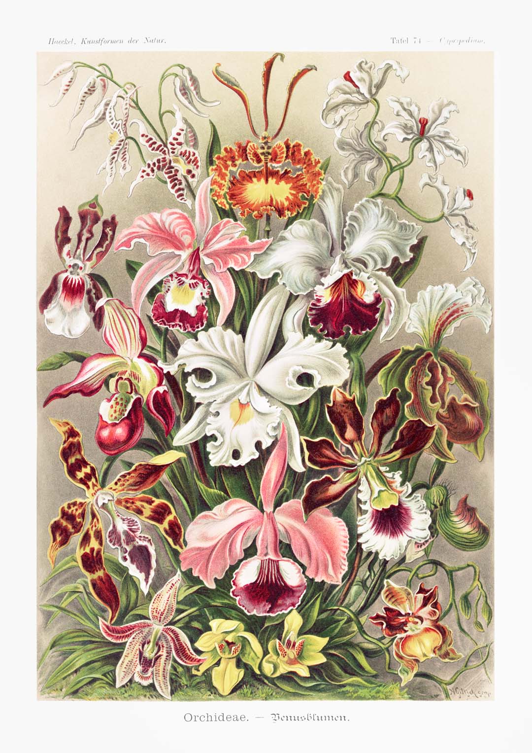 Orchideae Lilly Flowers von Ernst Haeckel mit Rändern