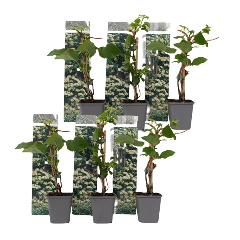 Hortensia - Set van 6 - Hydrangea anomale petiolaris - Hoogte 25-40cm - ⌀9cm