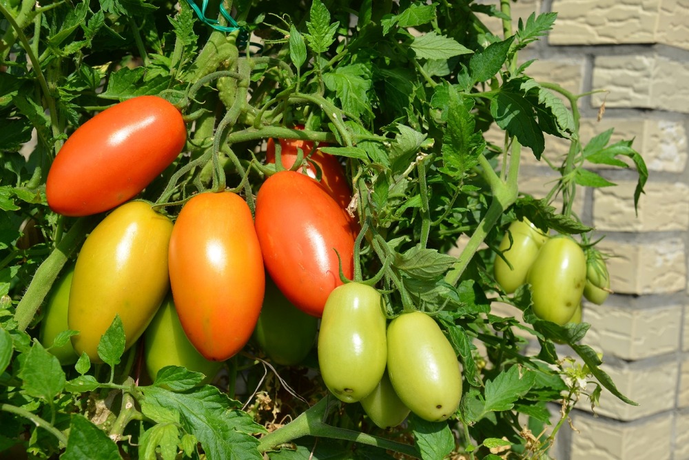 Jardin dans le sac - bio - tomate - roma - 15 graines - solanum lycopersicum