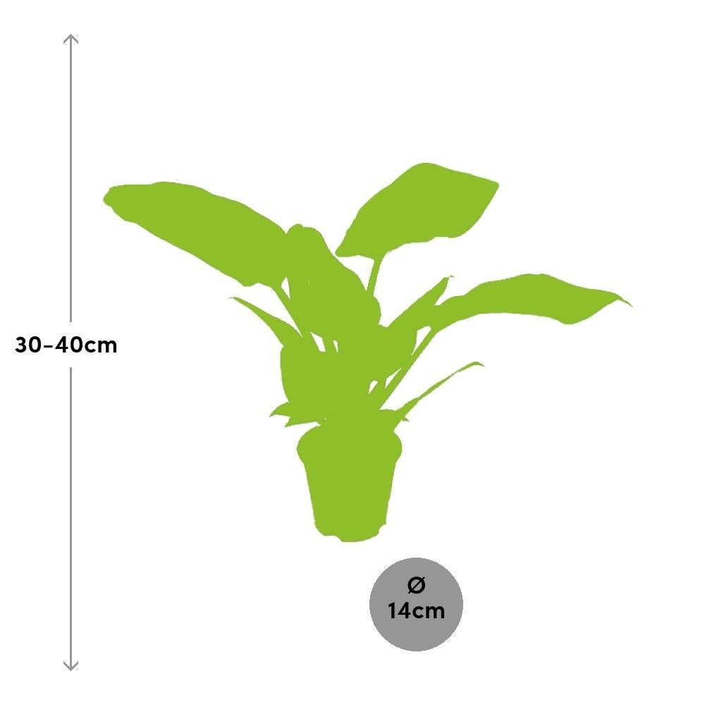 Plante d'intérieur - philodendron imperial green 40.0cm