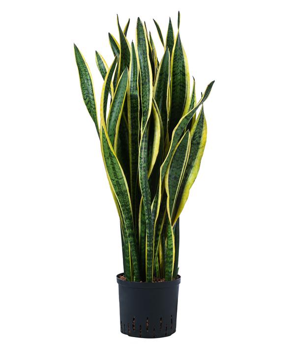 Bogenhanf - Sansevieria trifasciata var.