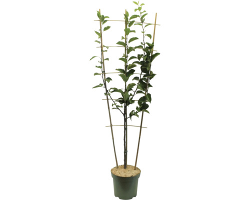 Biologische Appel Trio Espalier, Hoogte ca. 100-120 cm, Inhoud 7,5 L, Appelsoorten: Cox Orange, Elstar, Goldparmäne