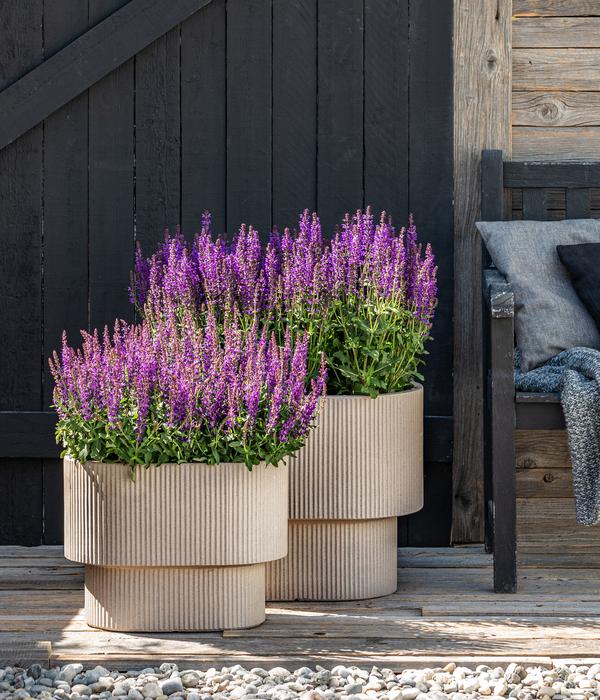 Gartensalbei