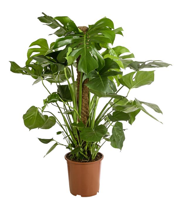 Fensterblatt - Monstera deliciosa am Moosstab