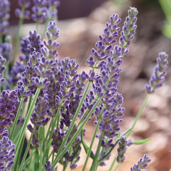 Lavandula angustifolia : C2L - Coloris variables
