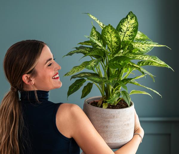 Dieffenbachie - Dieffenbachia 'Mars'