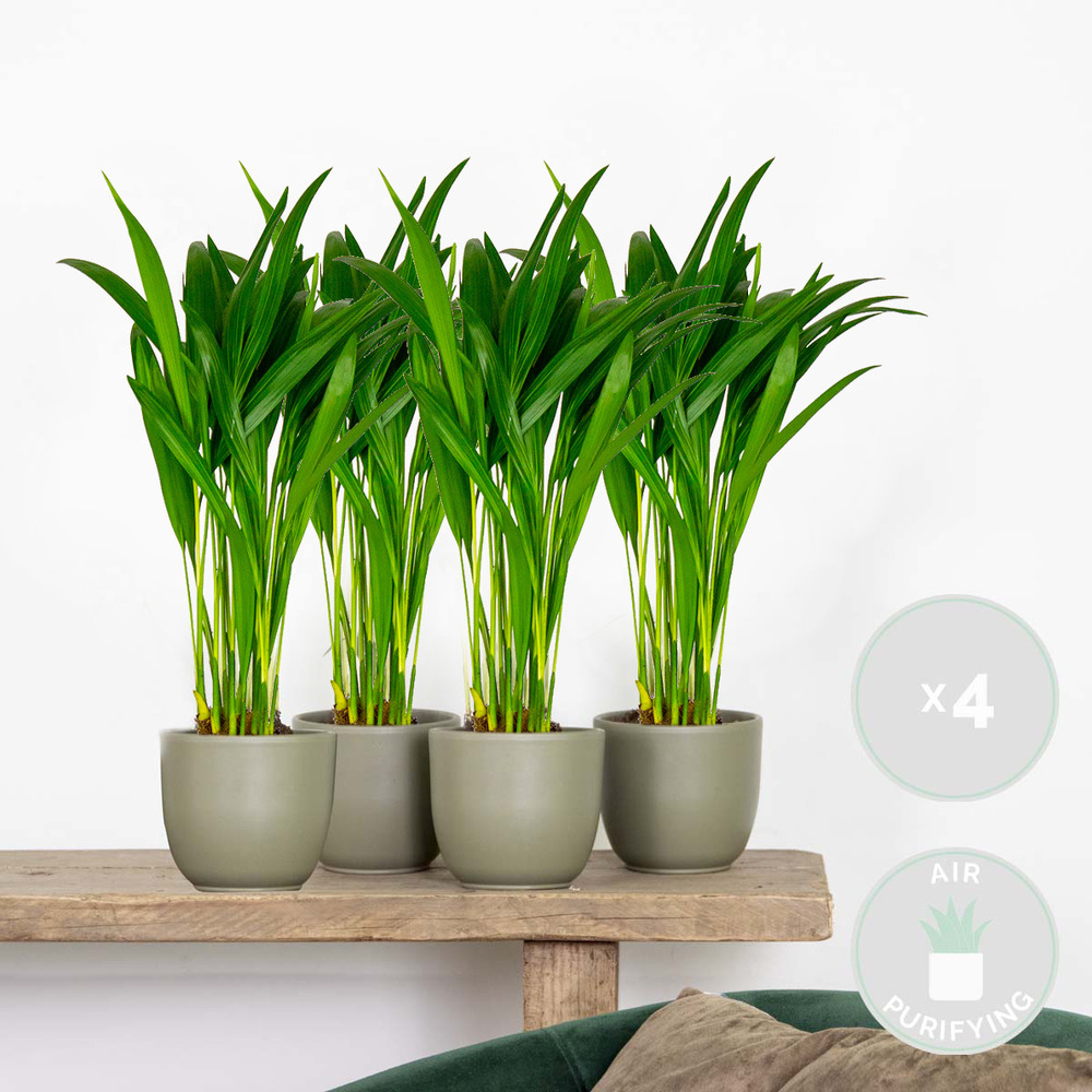 4x dypsis lutescens - palmier dorés - plante d'intérieur - entretien facile – ⌀10,5 cm - ↕25-30 cm