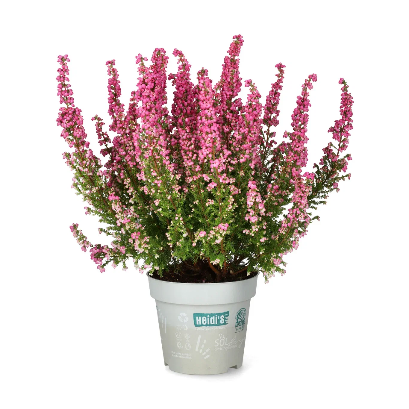 Erica gracilis 'Heidi's' Erica 'Heidi's' Ø12 cm