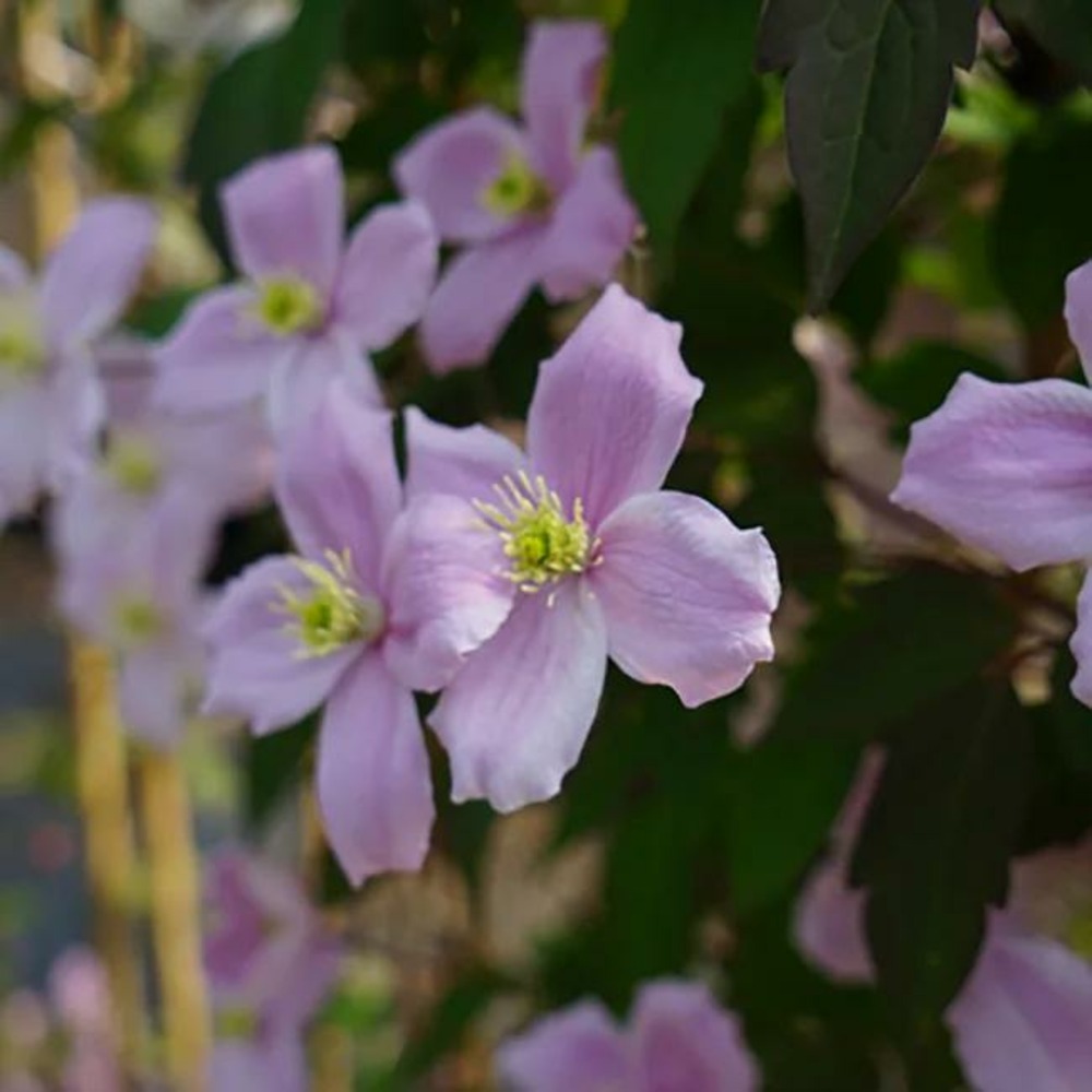 Clématite 'fragrant spring' - clematis montana 3l